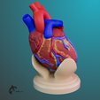 7.png Heart Anatomy For Education