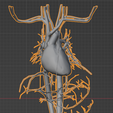 27.png 3D Model of Cardiovascular System, Thorax and Abdomen