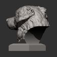 australian-shepherd8.jpg Australian shepherd bust 3D print model