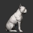 boston-terrier15.jpg boston terrier 3D print model