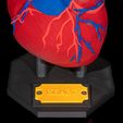 Heart-Anatomical-Model-7.jpg Heart Anatomical Model