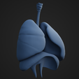 LD_2.png Lungs and Diaphragm