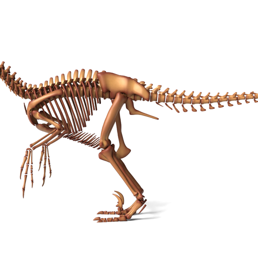 💀 Utahraptor Skeleton – Detailed Prehistoric Raptor Model for 3D ...