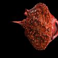 3.jpg Peixe-morcego Halieutaea Stellata RAPE CARPA ÁGUA RIVER OCEANO MAR PESCA ANIMAL Carpa TUBARÃO PEIXE 3D ANIMADO SALMÃO ATUM VERMELHO