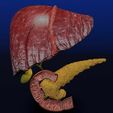 hepato-biliary-tract-pancreas-gallbladder-3d-model-blend-15.jpg Hepato biliary tract pancreas gallbladder 3D model