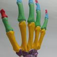 Hand-bones-8.jpg HAND BONES FOR ANATOMY STUDY