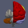 17.png 3D MODEL OF HUMAN BRAIN v2