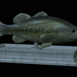 Bass-statue-11.png fish Largemouth Bass / Micropterus salmoides statue detailed texture for 3d printing