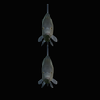 Bream-fish-5.png fish Common bream / Abramis brama solo model detailed texture for 3d printing