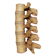 spine_002.png Anatomical  Spine model