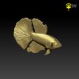 Betta_2.jpg Betta fish - Ready for 3D print