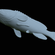White-grouper-statue-51.png fish white grouper / Epinephelus aeneus statue detailed texture for 3d printing