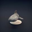 Whale_shark_2.jpg 3D-Datei Walhai・Design zum Herunterladen und 3D-Drucken, AnimalDenMiniatures
