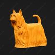 578-Australian_Silky_Terrier_Pose_01.jpg Australian Silky Terrier Dog 3D Print Model Pose 01