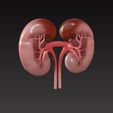 kidneys1.jpg 肾脏