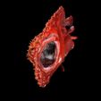 7.jpg Peixe-morcego Halieutaea Stellata RAPE CARPA ÁGUA RIVER OCEANO MAR PESCA ANIMAL Carpa TUBARÃO PEIXE 3D ANIMADO SALMÃO ATUM VERMELHO