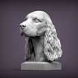 Spaniel2.jpg English Cocker Spaniel 3D print model