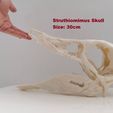 IMG_20210414_114409.jpg Dinosaur skull -  Struthiomimus altus