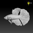 Betta_5.jpg Betta fish - Ready for 3D print