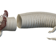Parts.png Mudpuppy (Necturus maculosus)