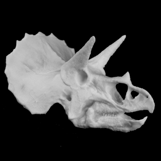 Capture d’écran 2017-08-01 à 12.40.20.png Archivo STL gratuito Triceratops Cráneo en Colorado, EE.UU.・Idea de impresión 3D para descargar, Cool3DModel
