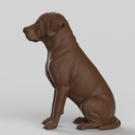 labra4.jpg Realistischer Labrador Retriever