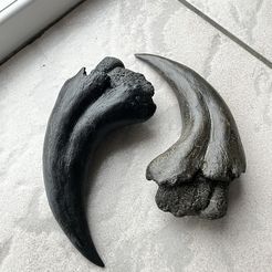Dinosaur claw - SUCHOMIMUS