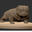 2.png exotic bully micro