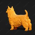 652-Australian_Terrier_Pose_01.jpg Australian Terrier Dog 3D Print Model Pose 01