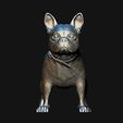 12.jpg French Bulldog model 3D print model