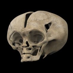 untitled.43.jpg OBJ file Alien skull・3D print design to download, 1836152