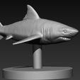 03.jpg 🦈 Modelo 3D de tubarão - O predador mais importante do oceano