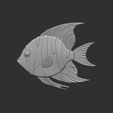 n-mfygh.jpg tropical fish cnc 3d base relife model