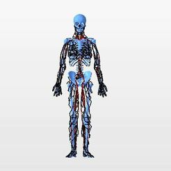 7.jpg STL file HUMAN ANATOMY WITH VEINS AND ARTERIES・Design to download and 3D print