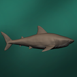 3.png Bull Shark