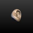 Ear-05.jpg Round Ear