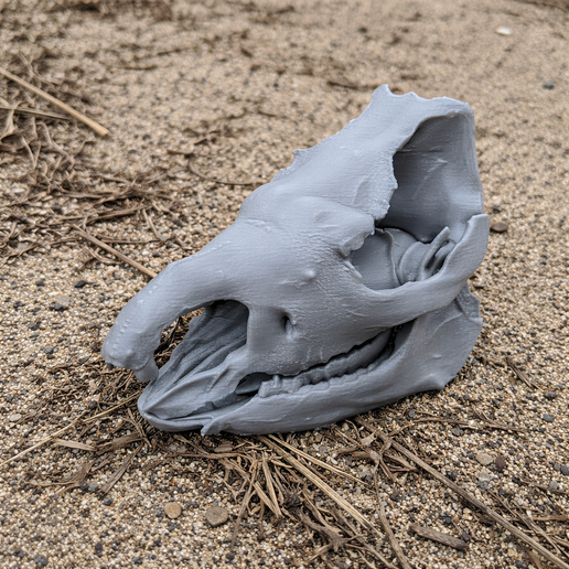 Sumatran Rhinoceros Skull