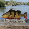 Peacock-Bass-Fish-model-trophy-stone-base_.jpg FISH in motion Peacock bass (Cichla ocellaris) stone base for 3d printing