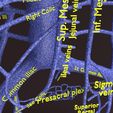 PSfinal0022.jpg Human venous system schematic 3D