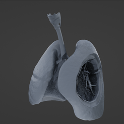L5.png Archivo STL Sistema respiratorio・Modelo imprimible en 3D para descargar