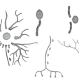Neuron_Wireframe_2.png Types of Neurons