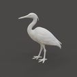 Bird_1.2.jpg Heron Bird