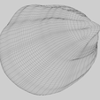 wireframe.png Fan Shape Shell