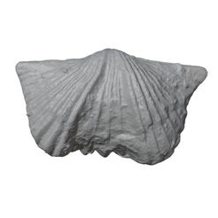 G198a.jpg STL file Ordovician brachiopod 27・3D printing design to download