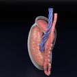 testis-anatomy-histology-3d-model-blend-31.jpg testis anatomy histology 3D model