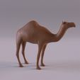 CamelPr_0001.jpg Animales del desierto del Sáhara