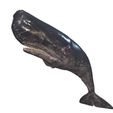 9.jpg WHALE Sperm Whale Moby Dick ORCA Killer Whale Dolphin FISH sea CREATURE 3D MODEL ANIMATED RIGGED