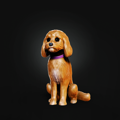 Comp-Shelby.png Cavapoo sitting