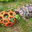 IMG-20230523-WA0004.jpg Tortoise Feeder Environment Enrichment Toy Hex Ball Easy Print No Supports