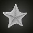 starfish-gold-3d-model-fef199b634.jpg Starfish gold